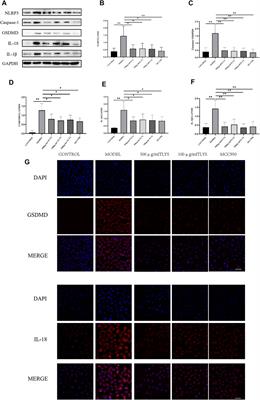 Tongluo Yishen Decoction Ameliorates Renal Fibrosis via NLRP3-Mediated Pyroptosis In Vivo and In Vitro